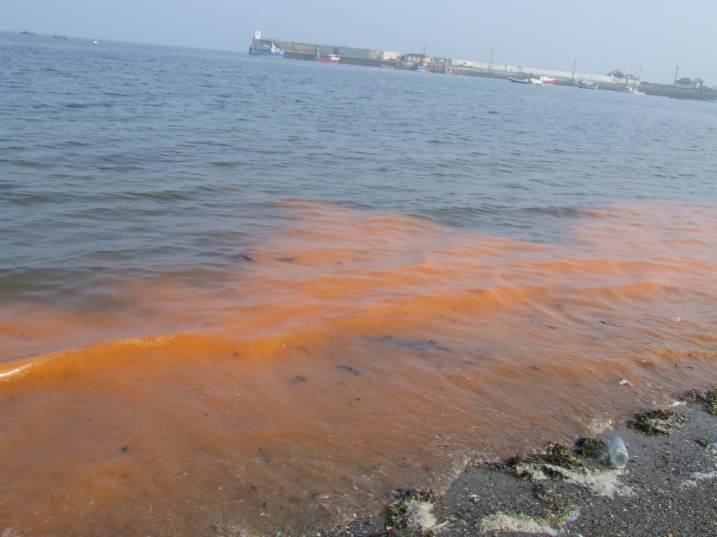 Algal bloom at North Beach, Skerries